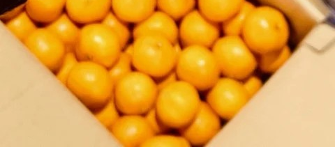 みかんが美味しい季節！