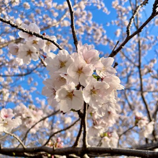 🌸新入社員が入社しました🌸